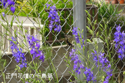 Japaniese wistaria